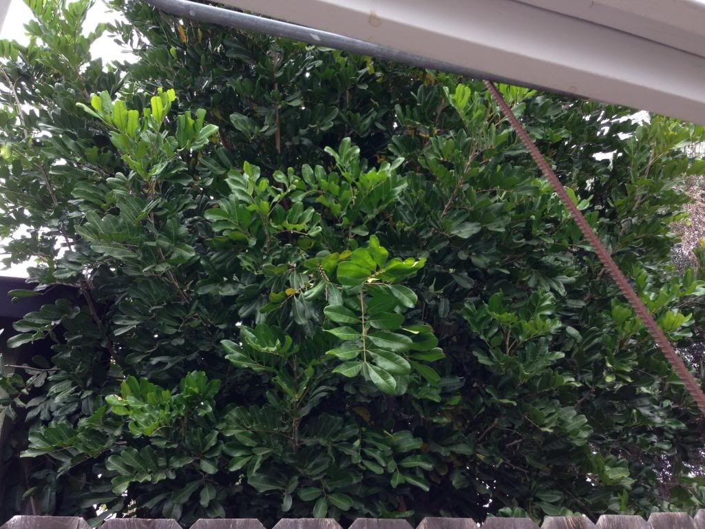  photo Picture003_zps588f111e.jpg